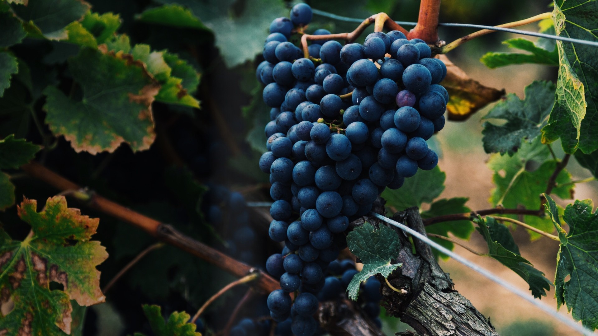 Chilean Organic Wine